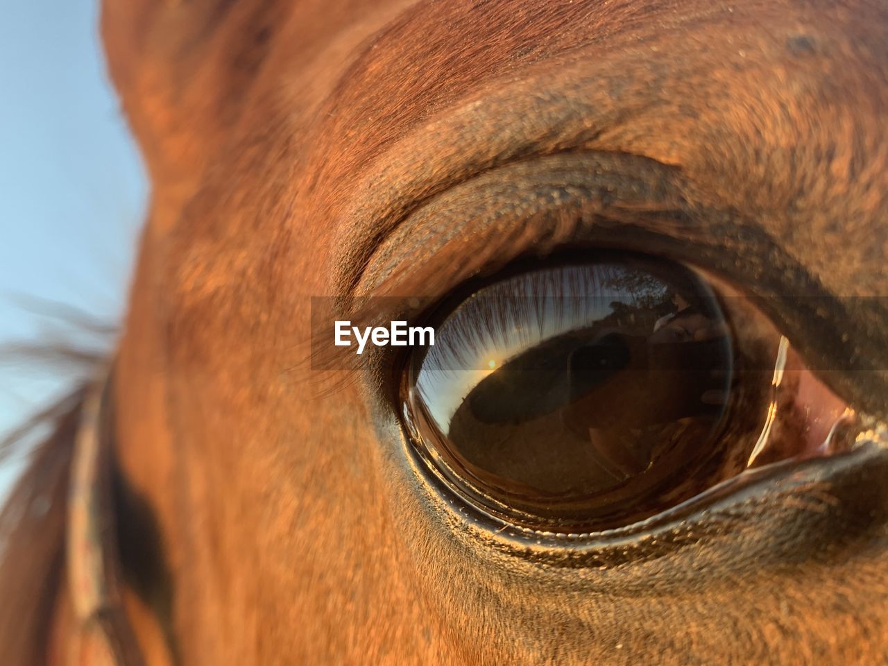 CLOSE-UP OF A HORSE