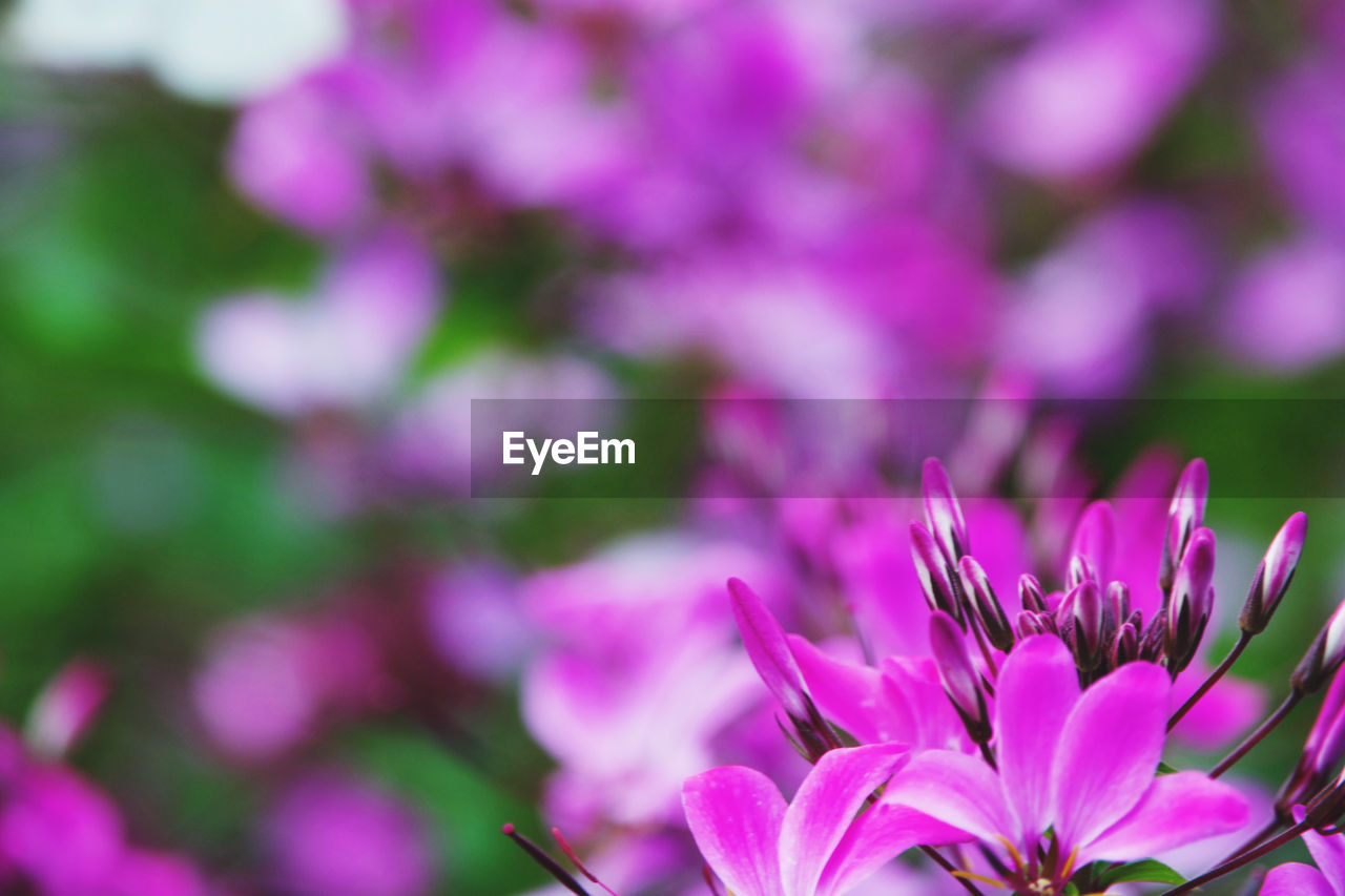 CLOSE-UP OF PINK FLOWER