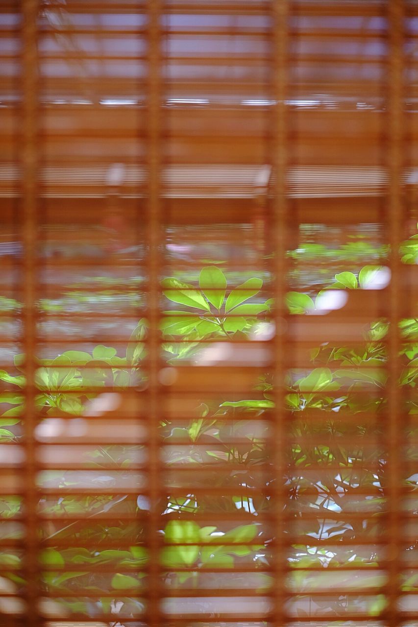 Branch seen through window blinds