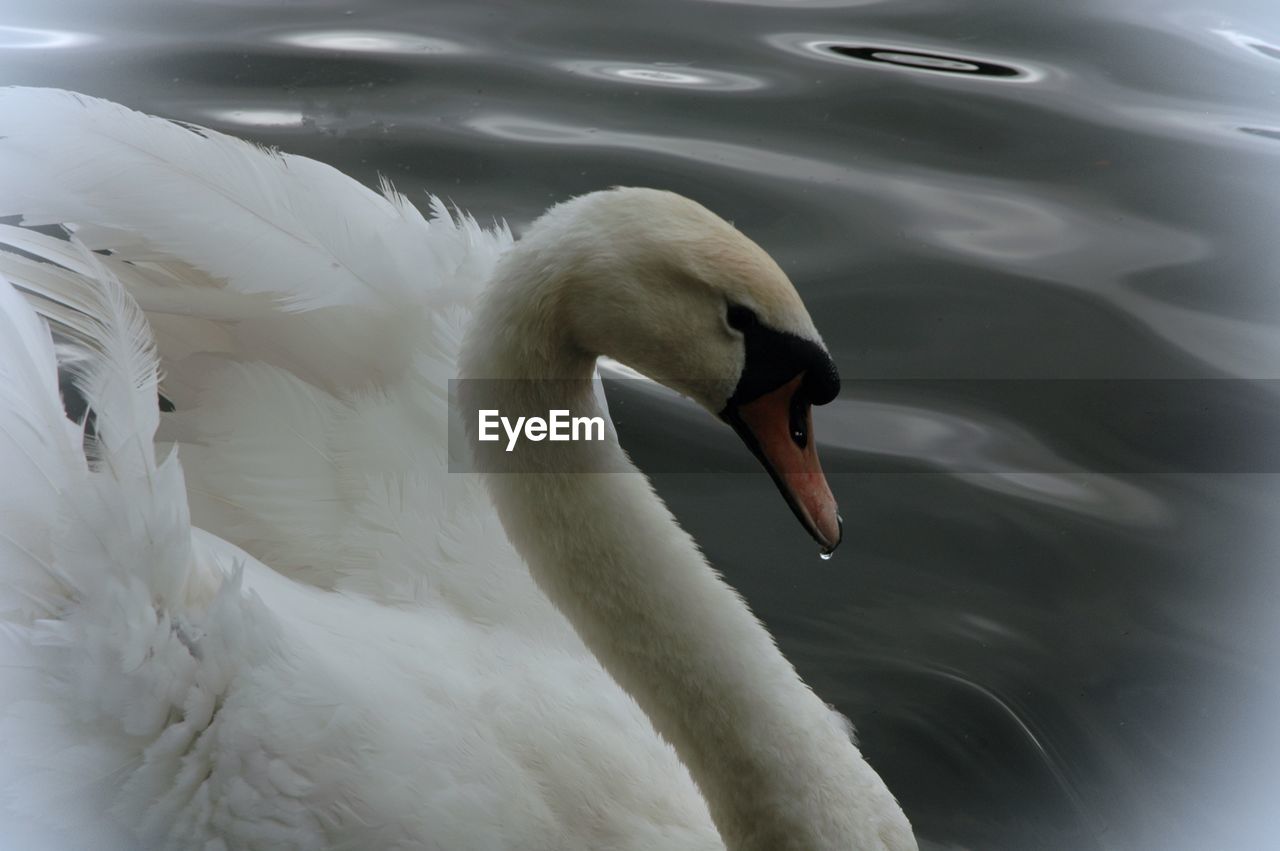 SWAN SWIMMING IN LAKE