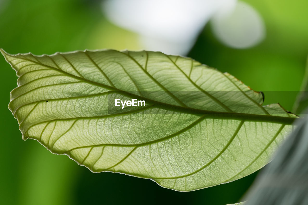 Close-up of green leaves