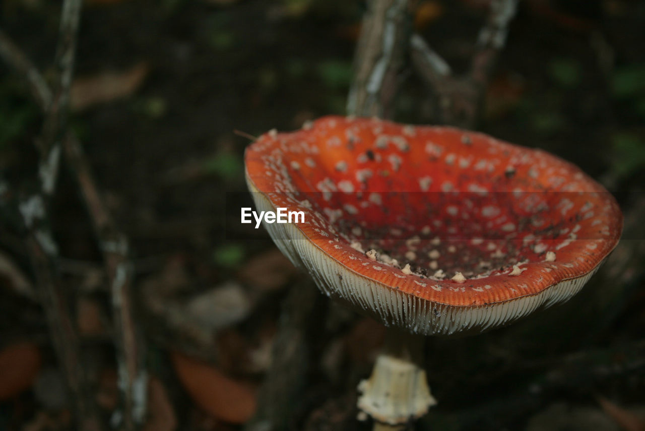 Close-up of fly agaric mushroom