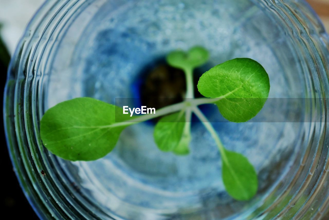 Close-up of green leaves on glass with hidroponic planting