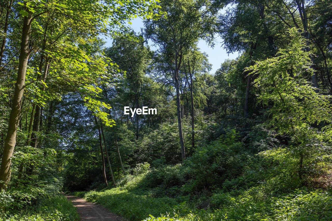 Trees growing in forest