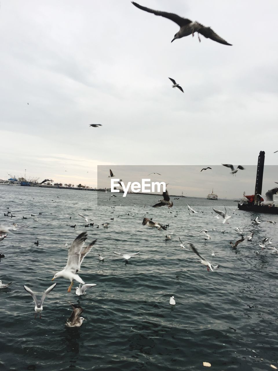 SEAGULLS FLYING IN SEA