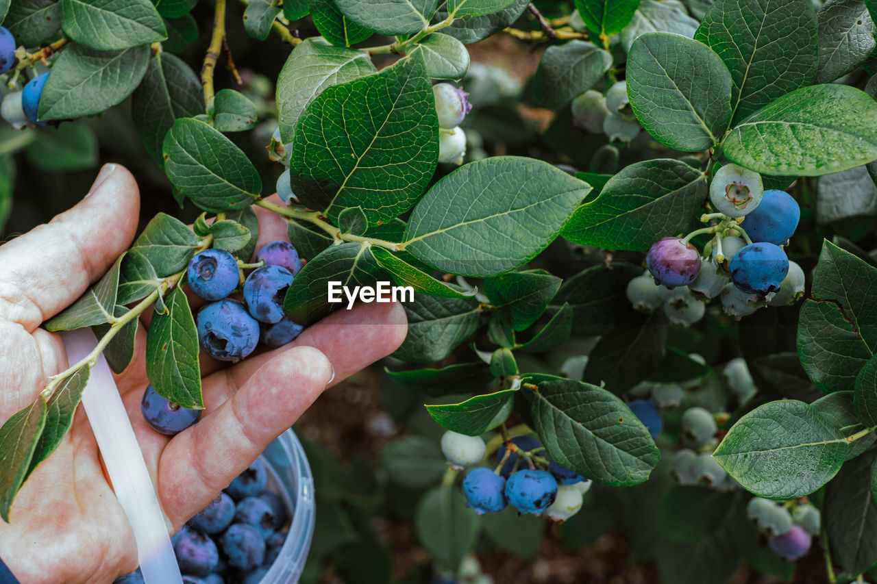 Hand of woman picking blueberries from tree