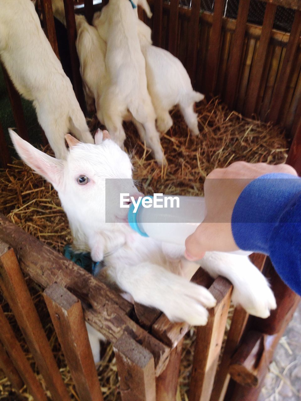 Cropped hand feeding kid goat