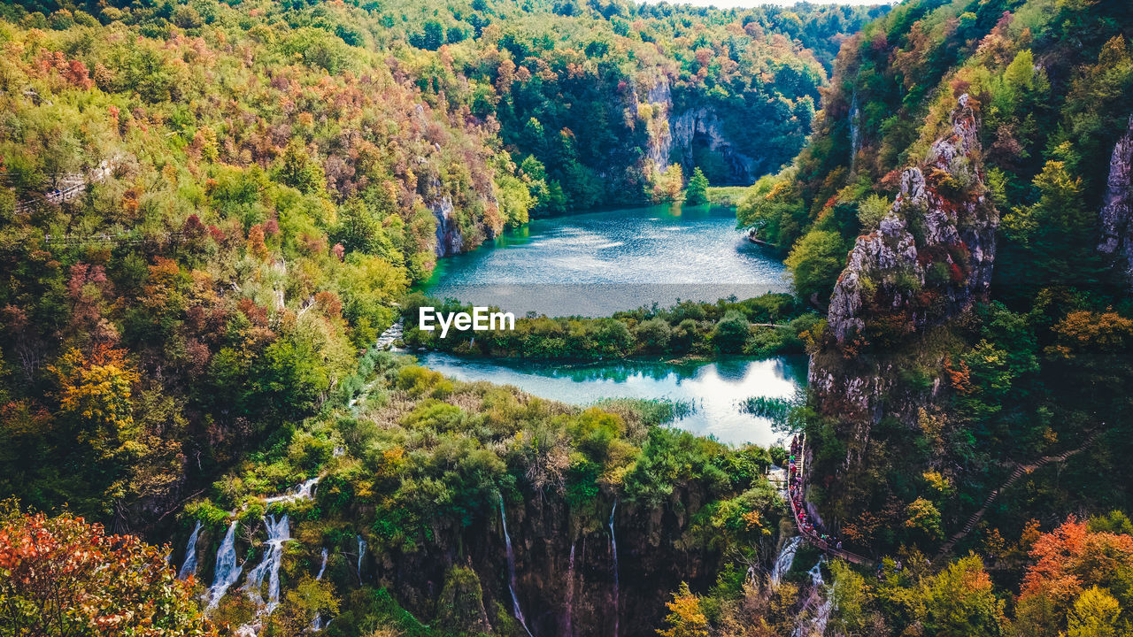 Scenic view of river amidst trees in forest