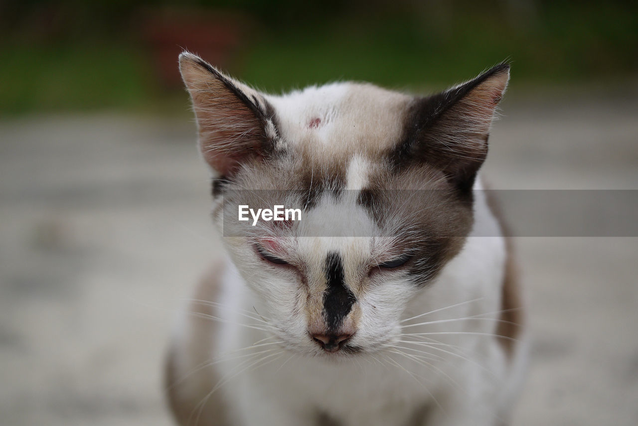 Close-up of cat with wounds