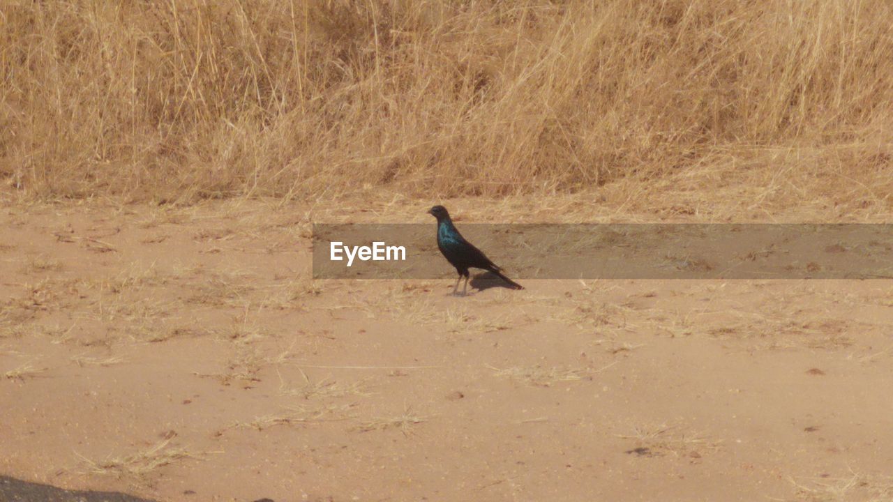 BIRD ON A FIELD