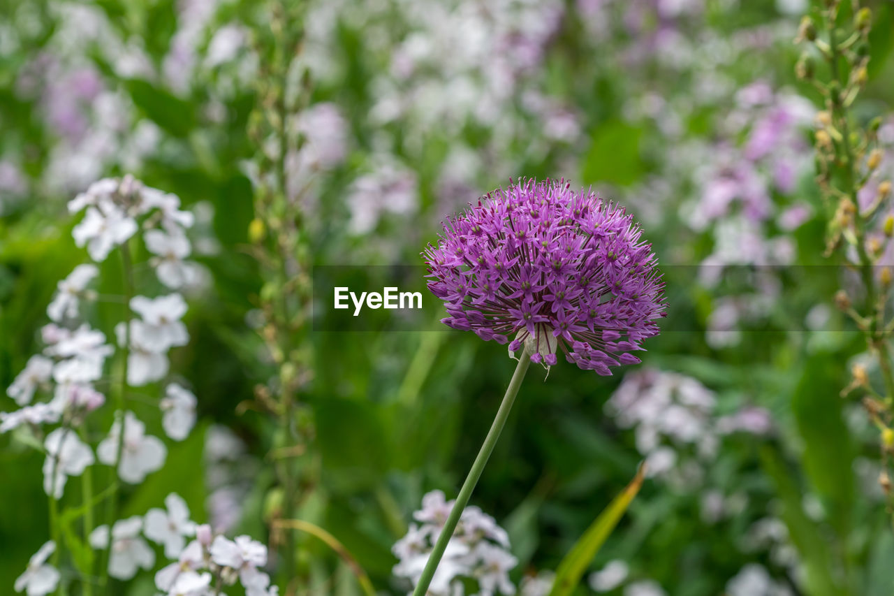 CLOSE-UP OF PINK FLOWERING PLANTS ON LAND