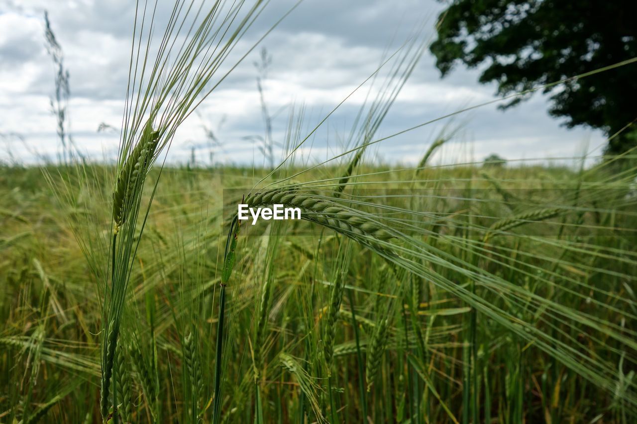 Crop on field against cloudy sky