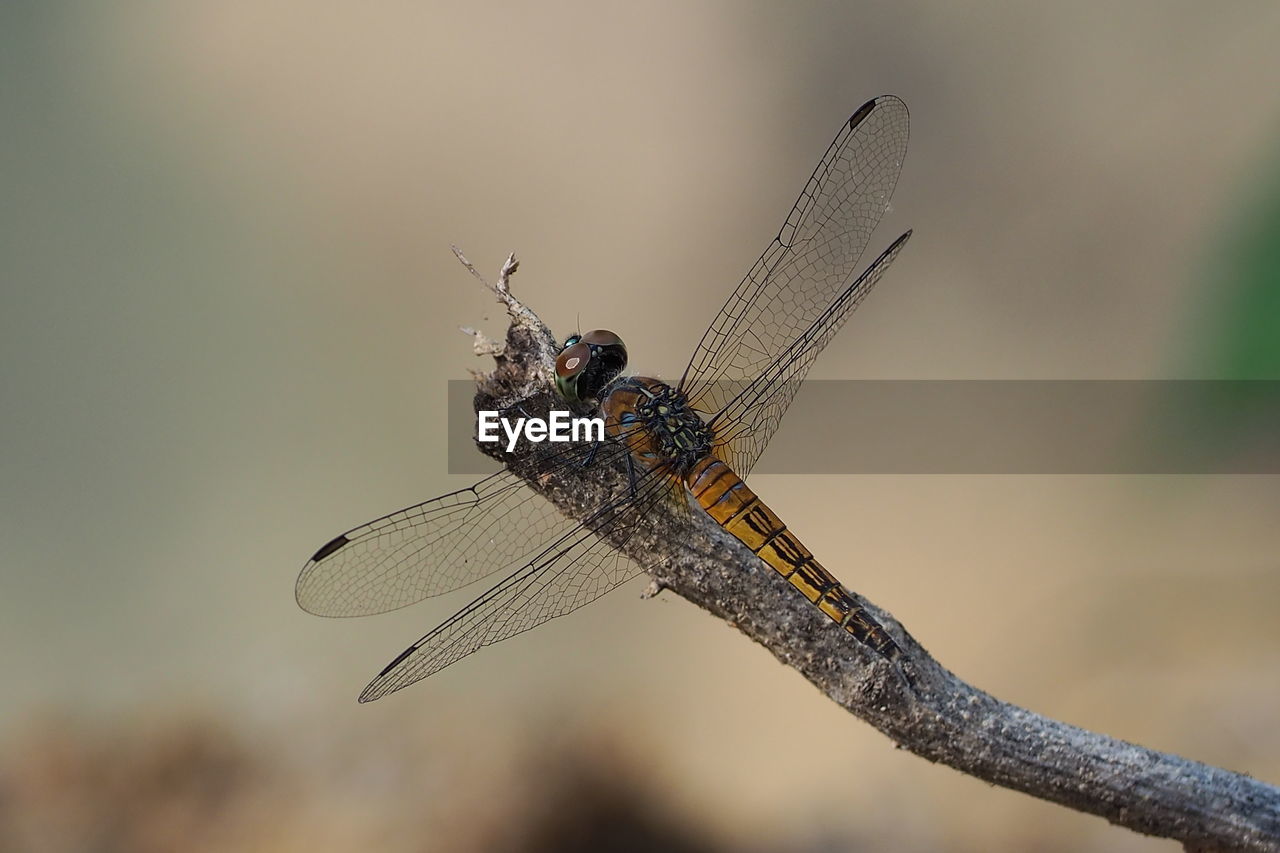 CLOSE-UP OF A DRAGONFLY