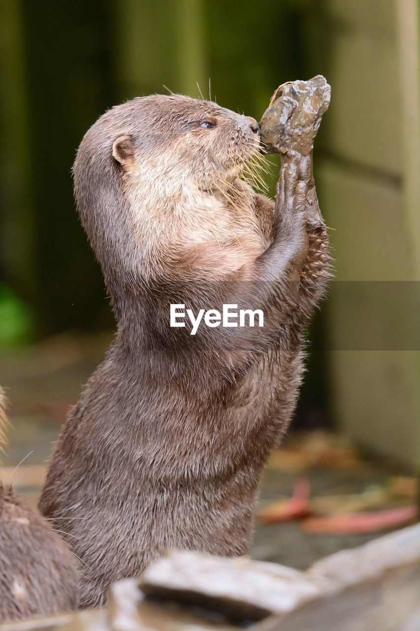 Side view of otter holding stone outdoors