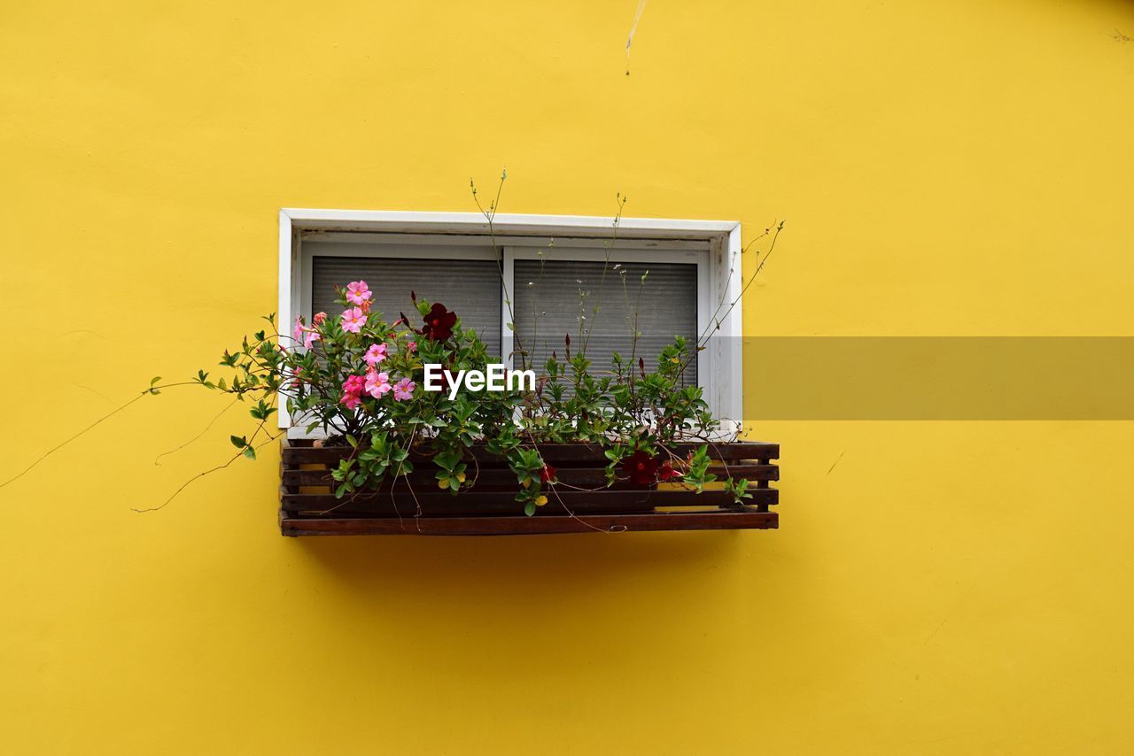 Potted plant on yellow window