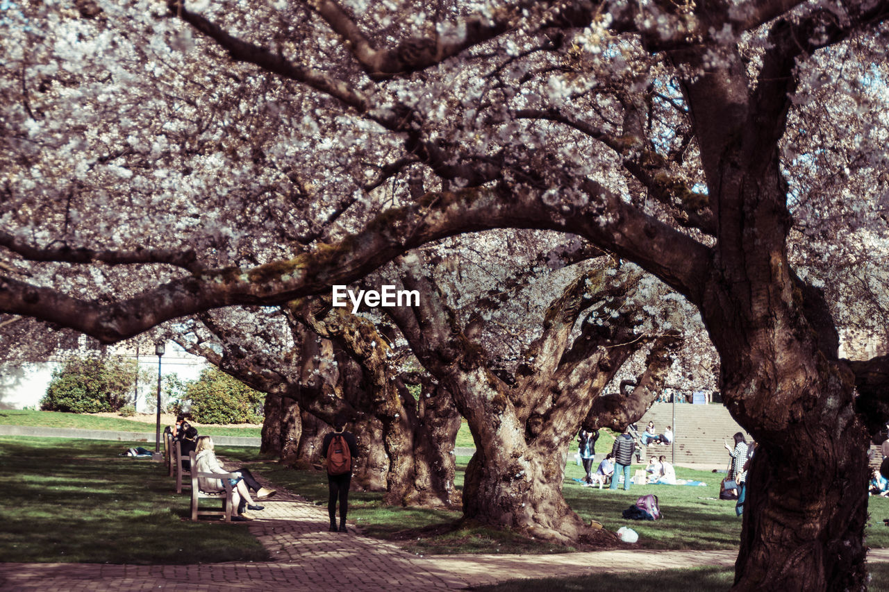 Cherry blossoms on trees at park