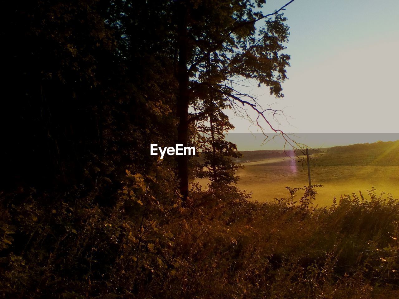 TREES GROWING ON FIELD AGAINST SKY