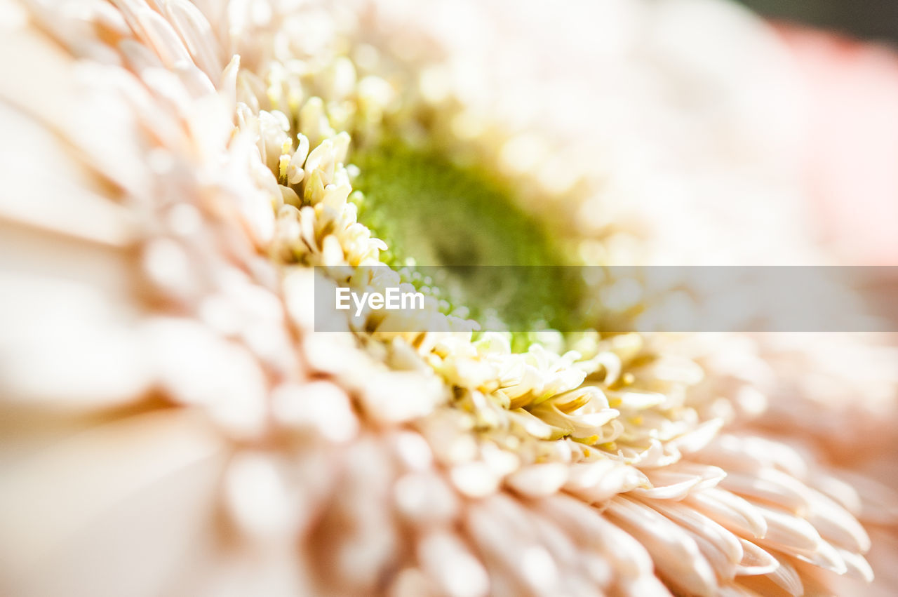 White to pink gerbera flower green carpels and sepals under the sunlight close up texture view