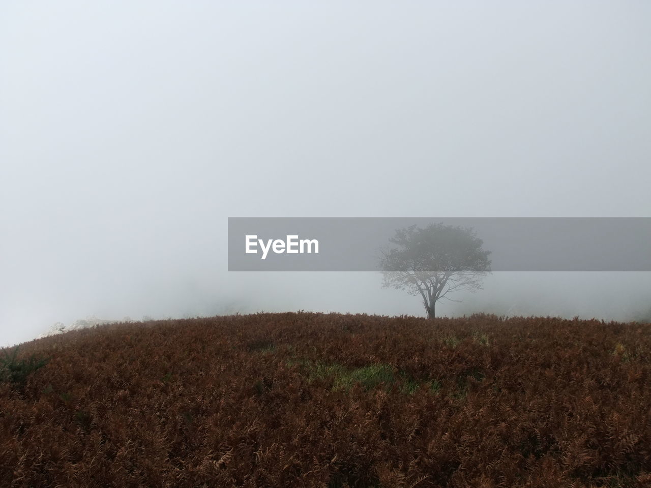 Trees on field against clear sky