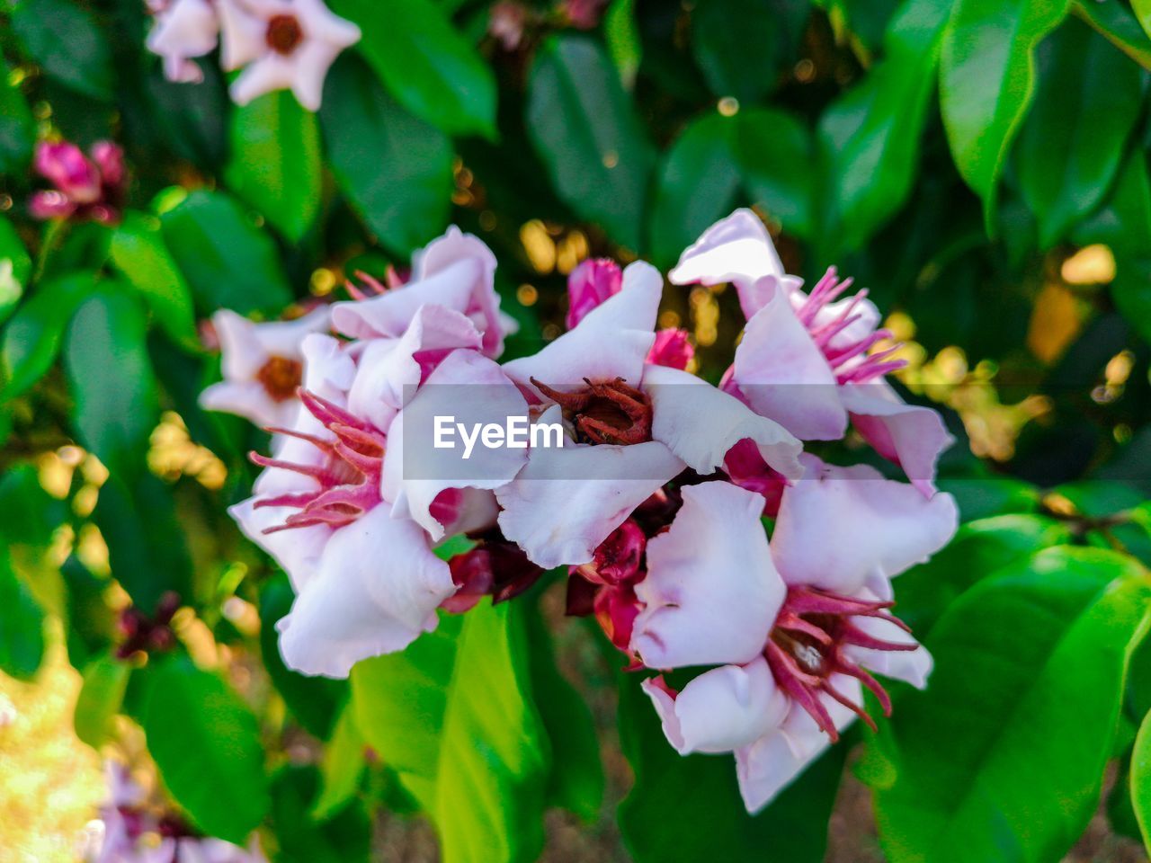 CLOSE-UP OF FRESH PINK FLOWERING PLANT