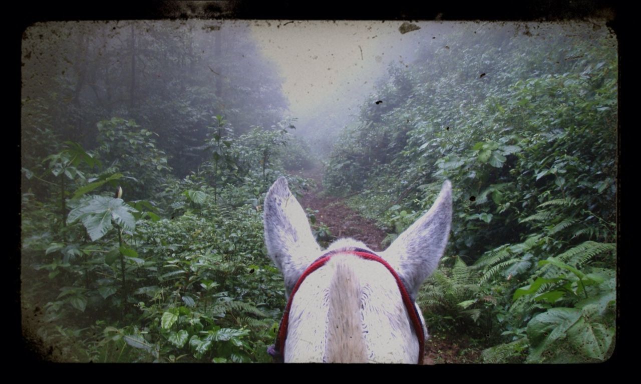 Horse on trail amidst trees in forest