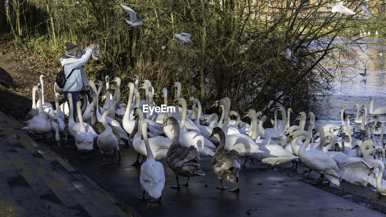 Swans socializing at the swan sanctuary on the banks of the river severn in worcester, uk