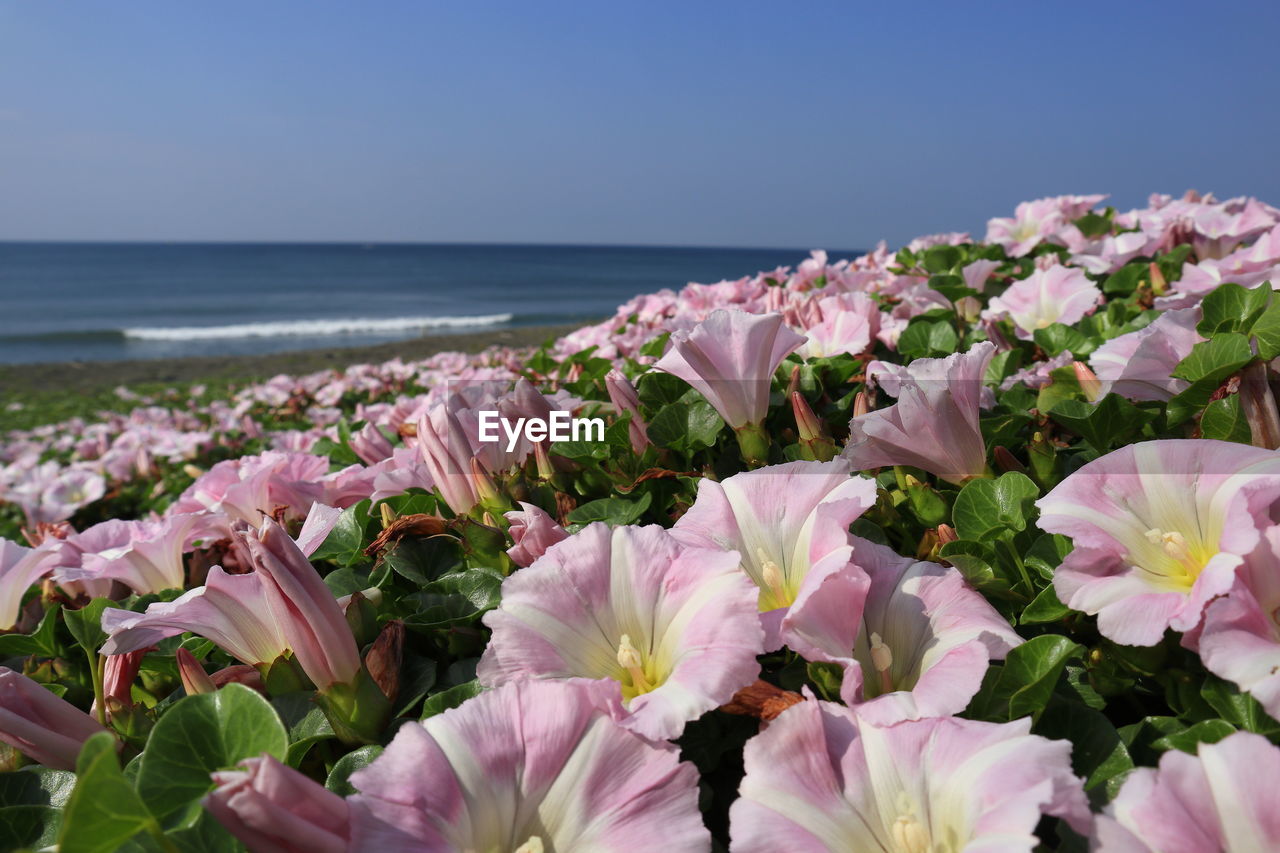 Close-up of pink flowering plants by sea against sky