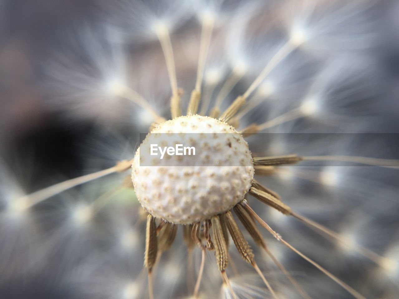 Close-up of dandelion seeds