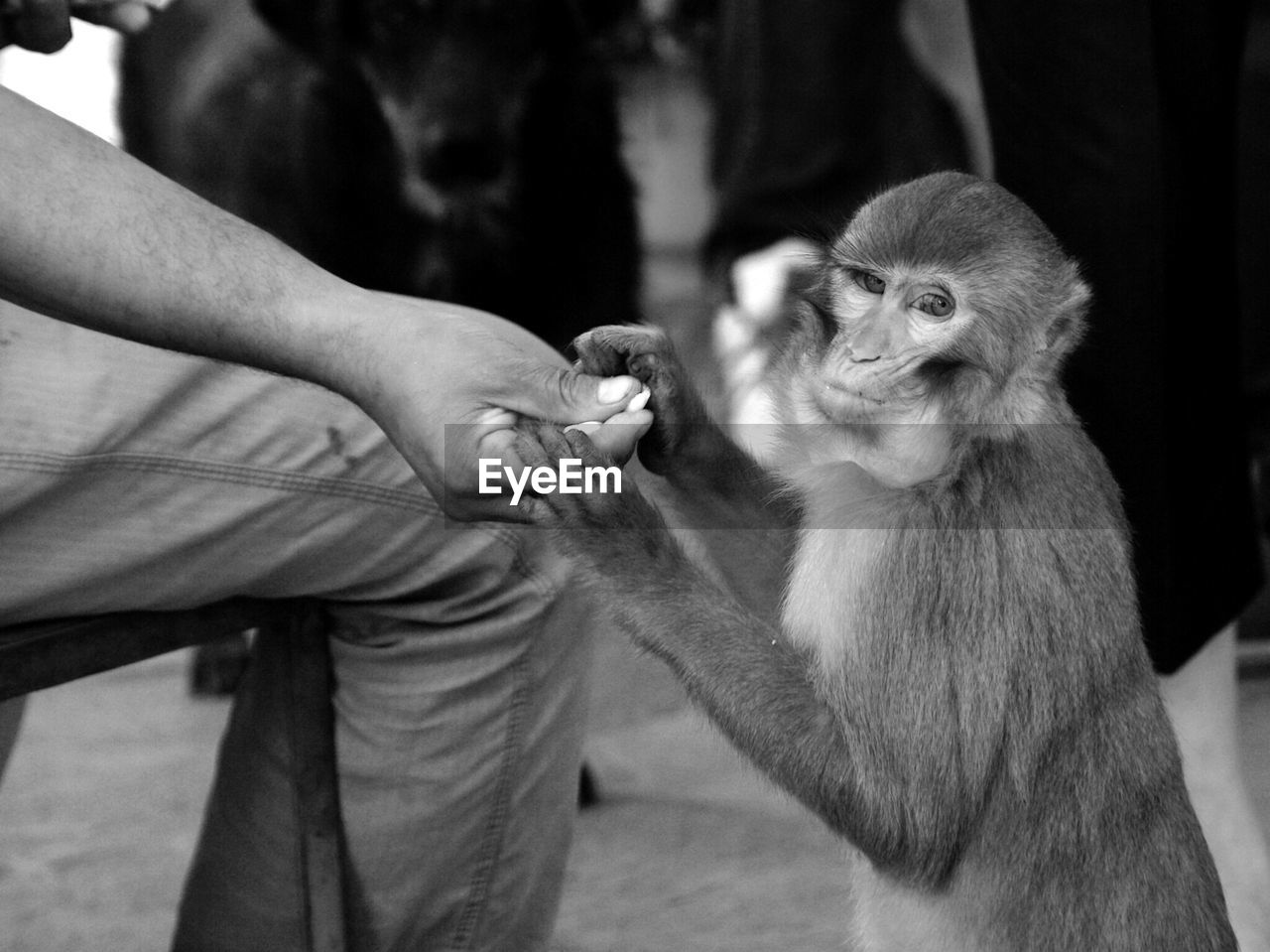 Close-up of hand feeding a monkey