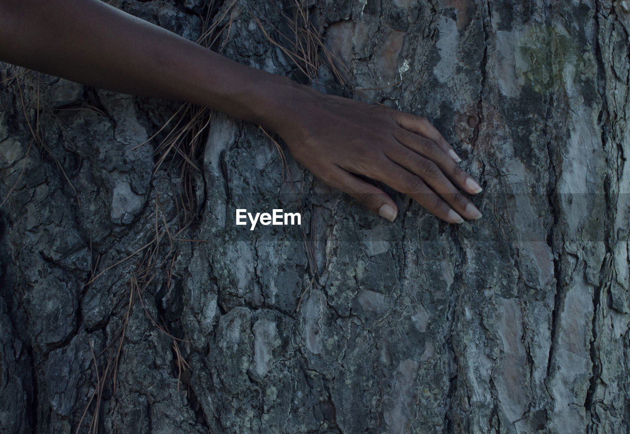 Close-up of hand on tree trunk