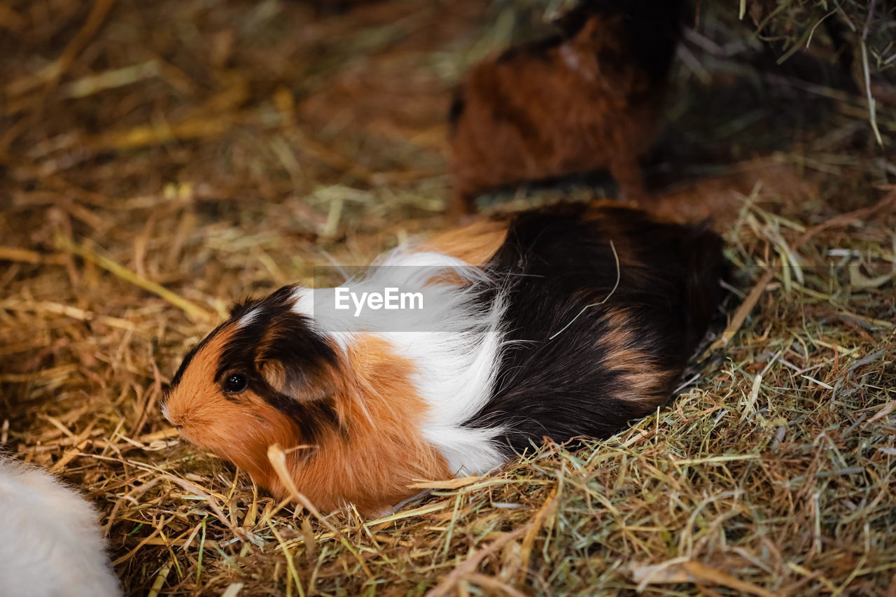 animal themes, animal, mammal, pet, one animal, domestic animals, guinea pig, plant, no people, relaxation, nature, hay, grass, young animal, close-up, lying down, dog, canine, animal wildlife, day, outdoors, cute