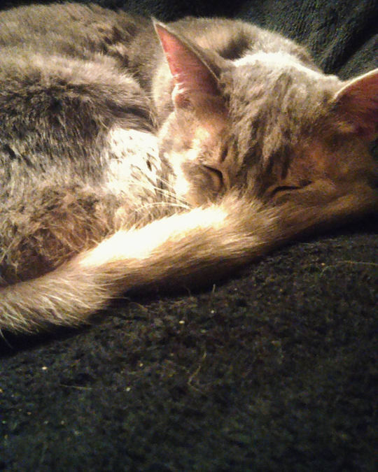 CLOSE-UP OF CAT SLEEPING ON BED