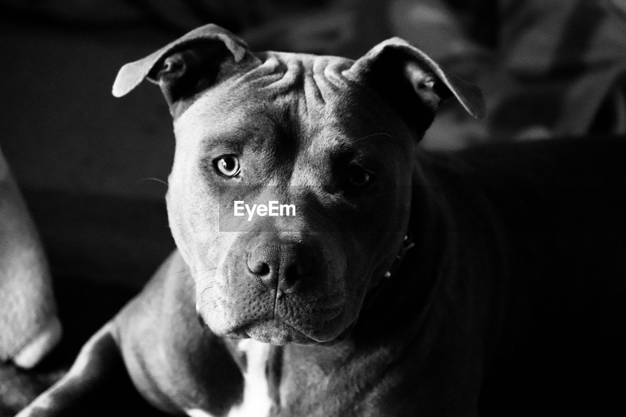 CLOSE-UP PORTRAIT OF DOG ON FLOOR