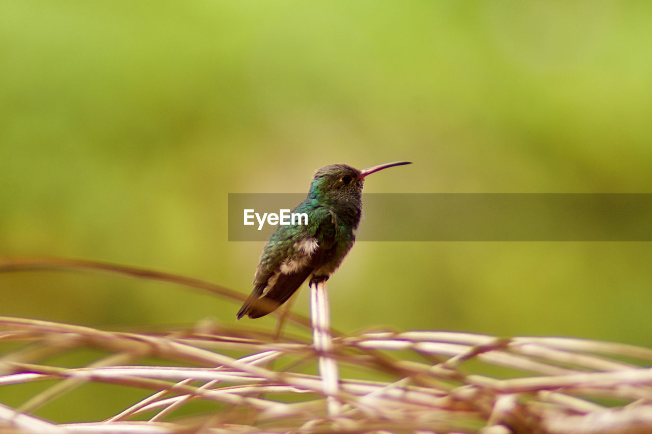 CLOSE-UP OF BIRD