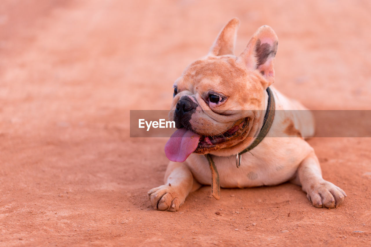 Dog relaxing on field