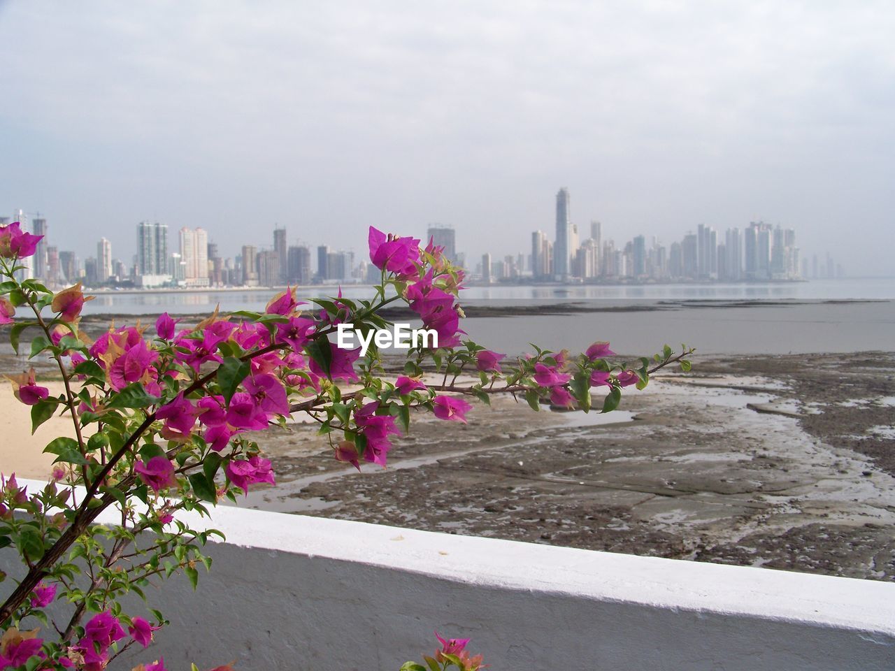 Pink flowers with river and city skyline in background