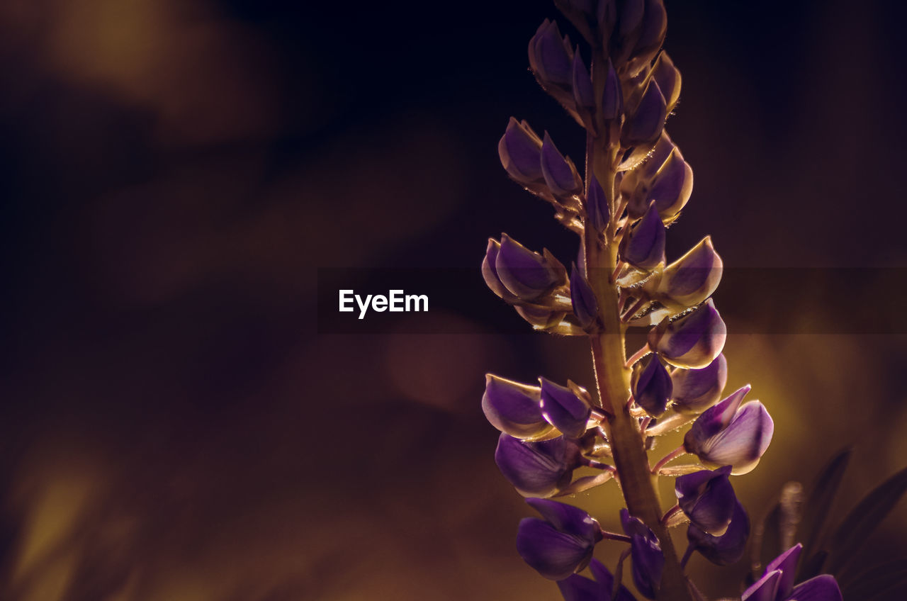 Close-up of purple flowering plant