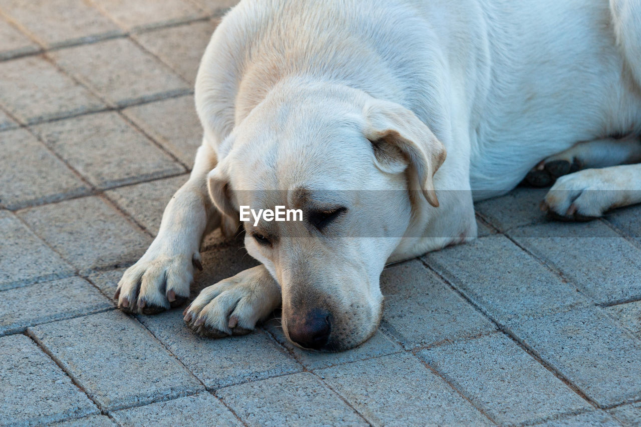 VIEW OF DOG SLEEPING