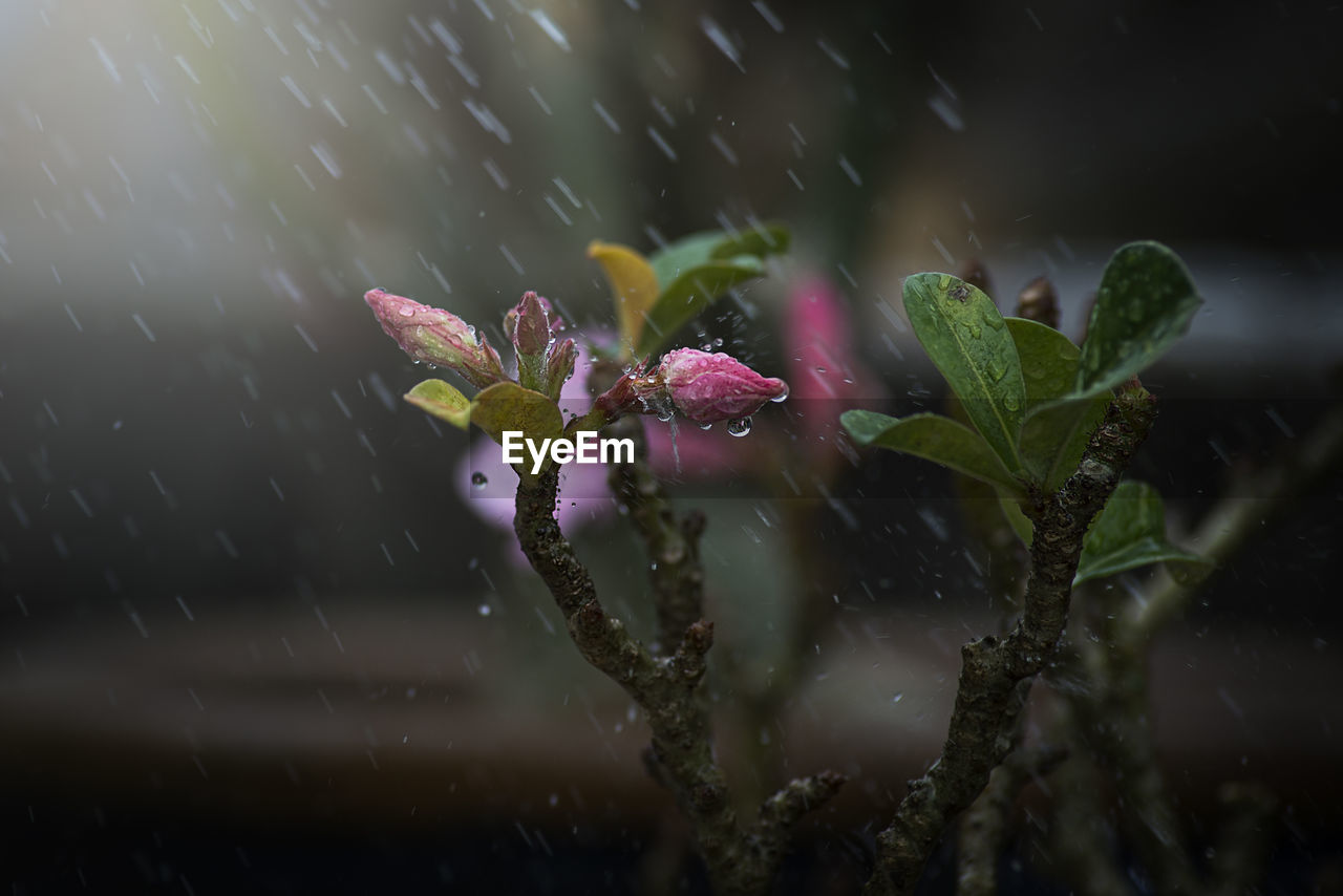 Close-up of water falling on bud