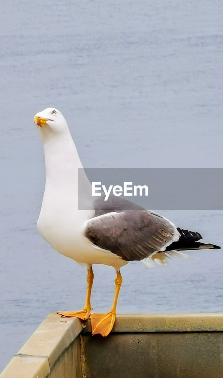 CLOSE-UP OF SEAGULL PERCHING ON SEA