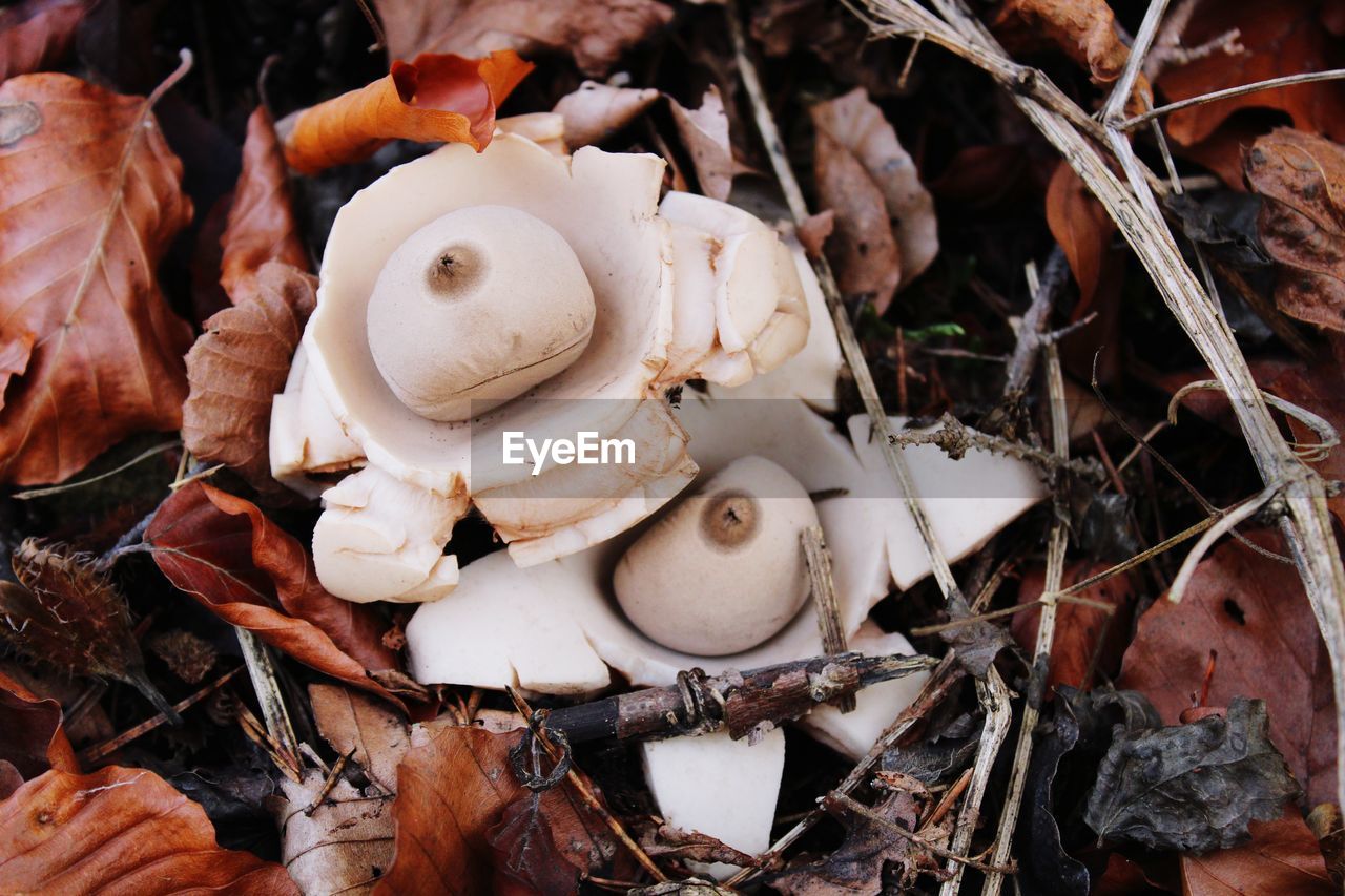 HIGH ANGLE VIEW OF A MUSHROOMS