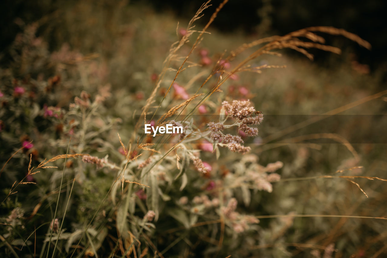 plant, nature, leaf, autumn, grass, beauty in nature, flower, macro photography, flowering plant, growth, branch, no people, land, outdoors, close-up, focus on foreground, tree, food, environment, wildflower, food and drink, landscape, tranquility, field, day, selective focus, freshness, sunlight, non-urban scene, forest, plant part, botany, sky, multi colored, summer