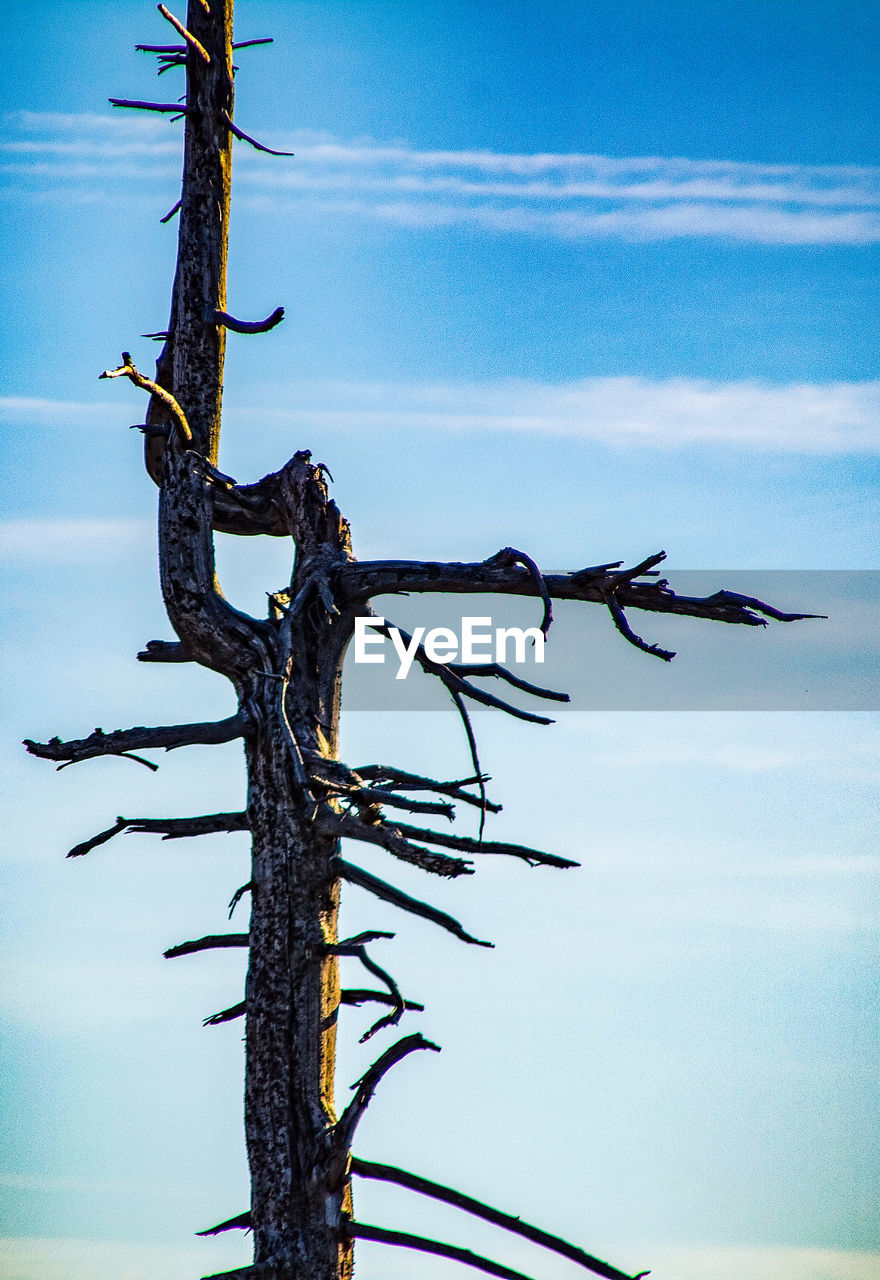 LOW ANGLE VIEW OF TREE AGAINST SKY