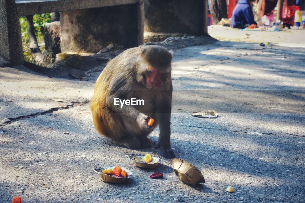 MONKEY EATING FOOD