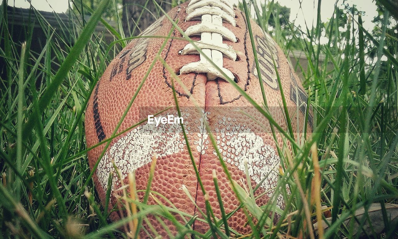 CLOSE-UP OF GRASS GROWING IN PARK