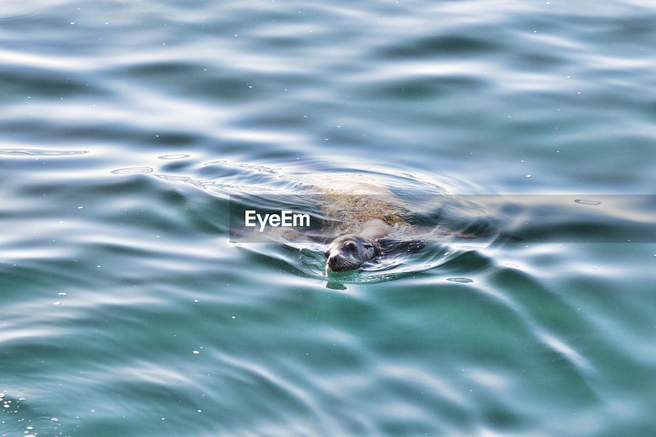 HIGH ANGLE VIEW OF A TURTLE IN SEA