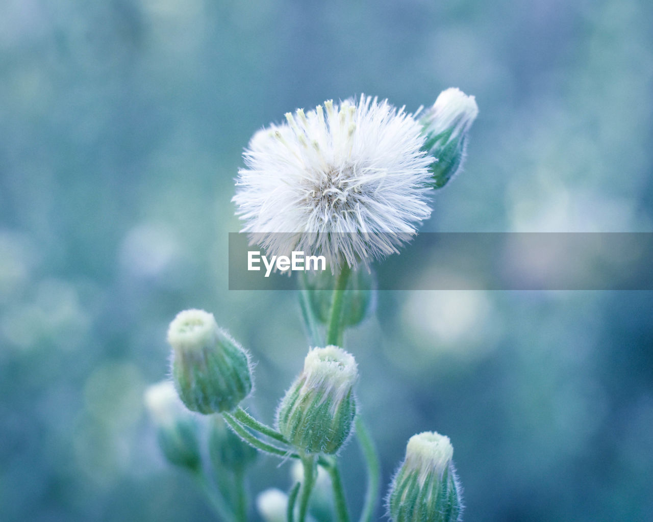 CLOSE-UP OF WHITE DANDELION FLOWER AGAINST BLURRED BACKGROUND