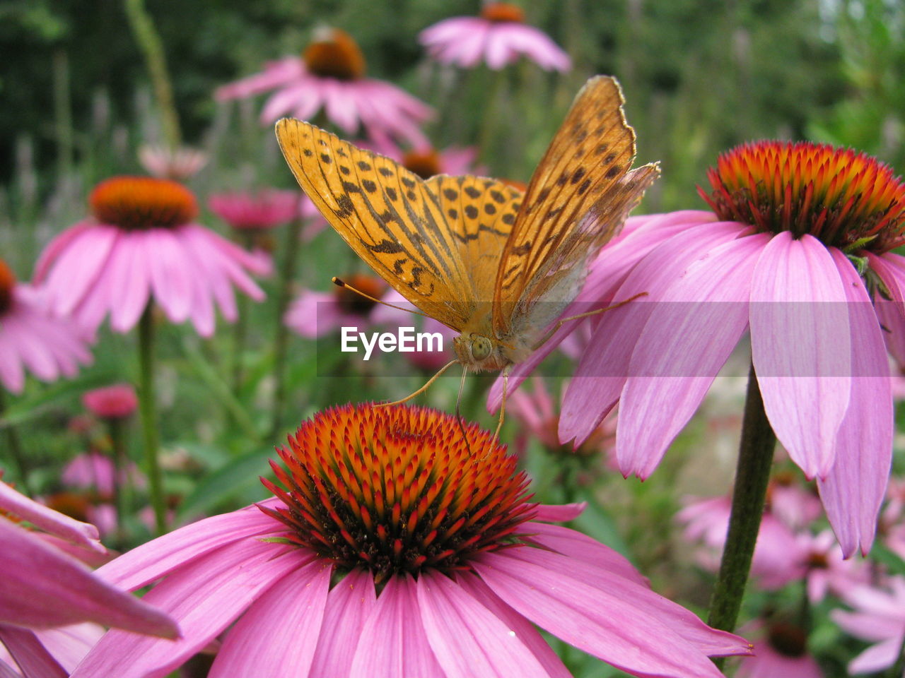 CLOSE-UP OF BUTTERFLY POLLINATING ON PURPLE FLOWER