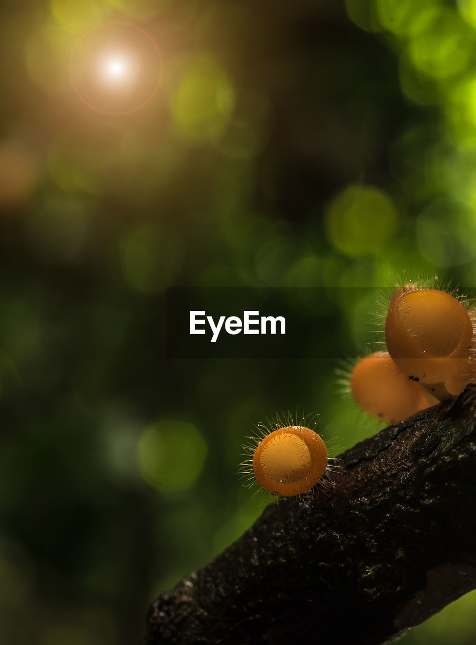 CLOSE-UP OF MUSHROOM GROWING ON TREE