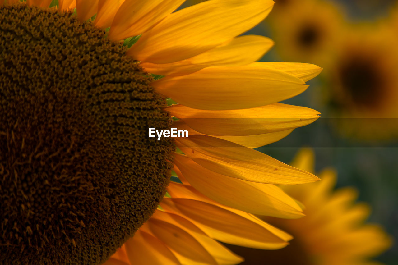 Close-up of sunflower